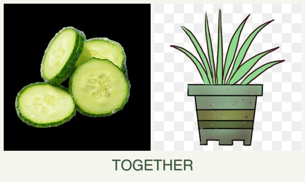 Can you plant cucumbers and lemongrass together?