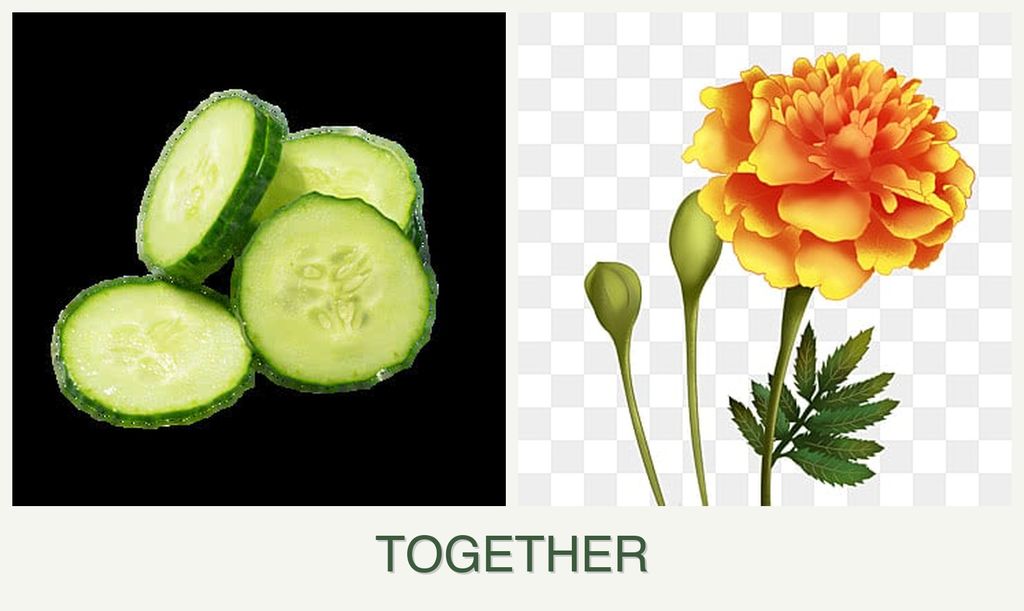Can you plant cucumbers and marigolds together?