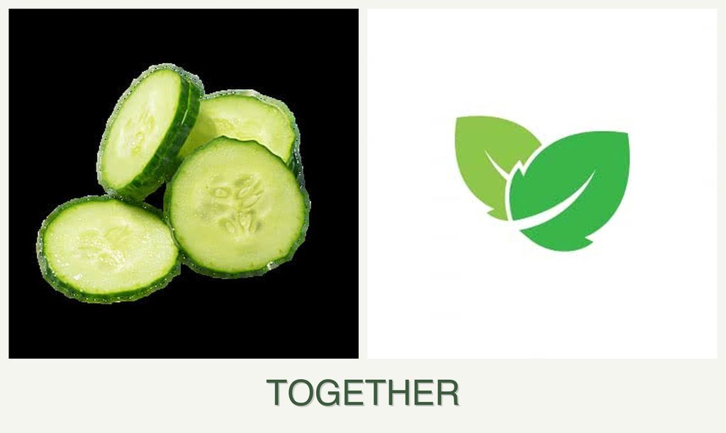 Can you plant cucumbers and mint together?