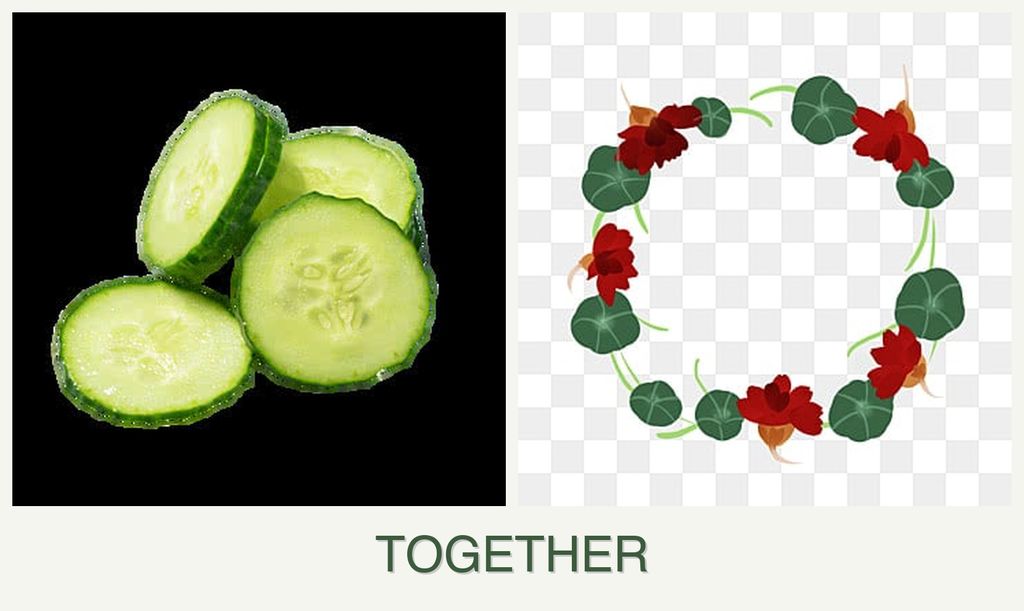 Can you plant cucumbers and nasturtiums together?