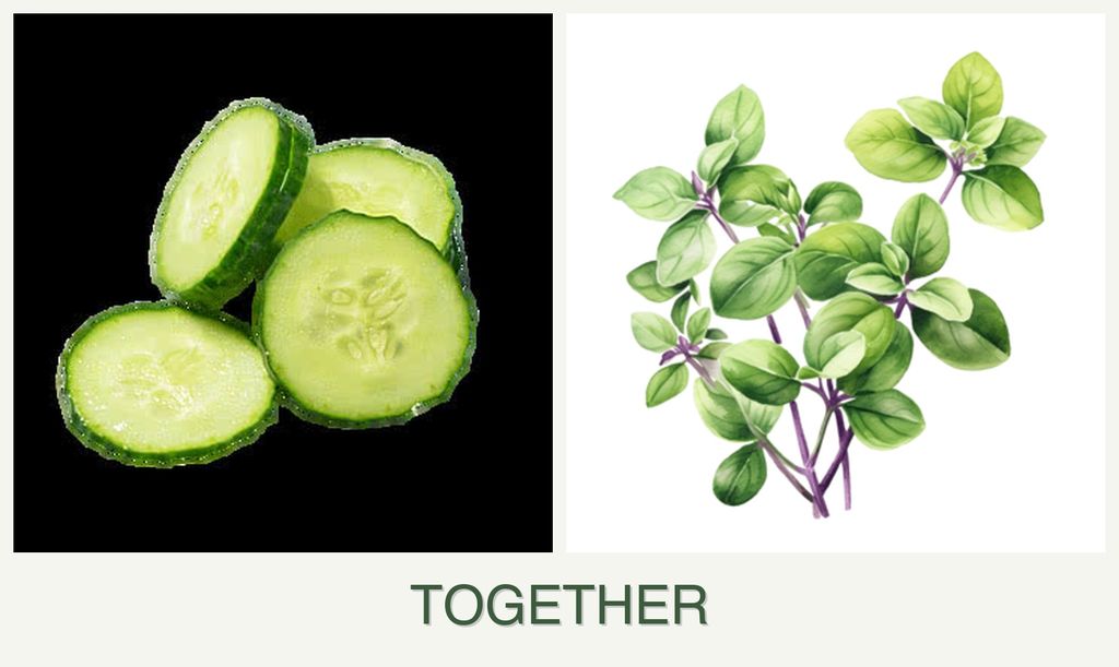 Can you plant cucumbers and oregano together?