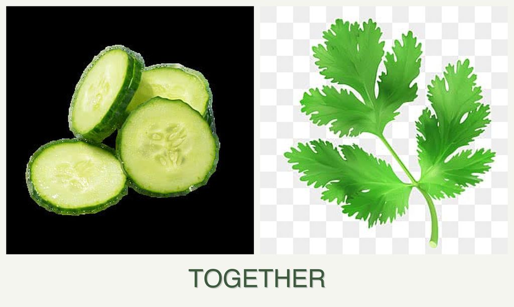 Can you plant cucumbers and parsley together?