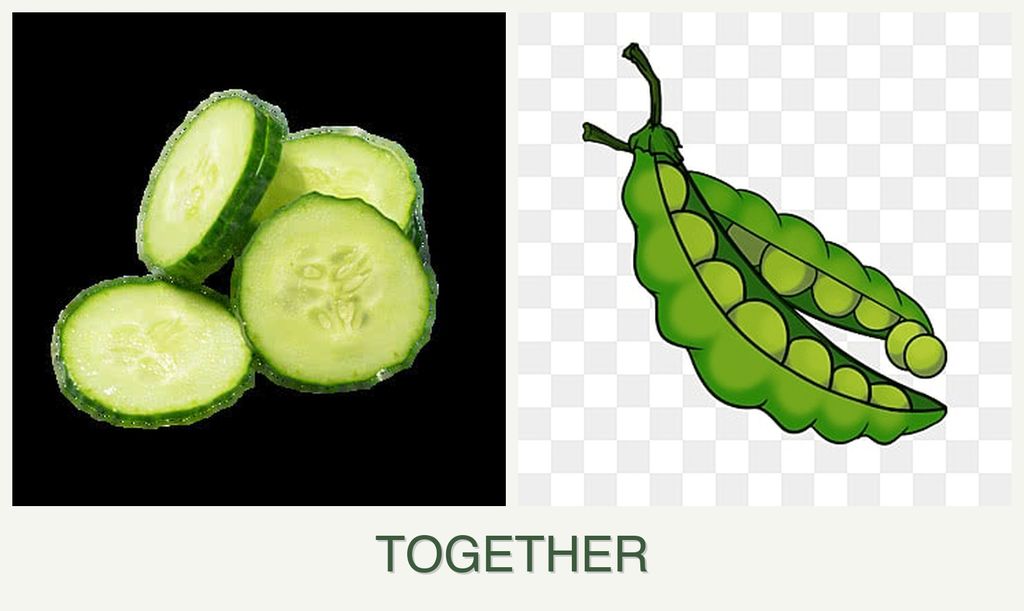 Can you plant cucumbers and peas together?