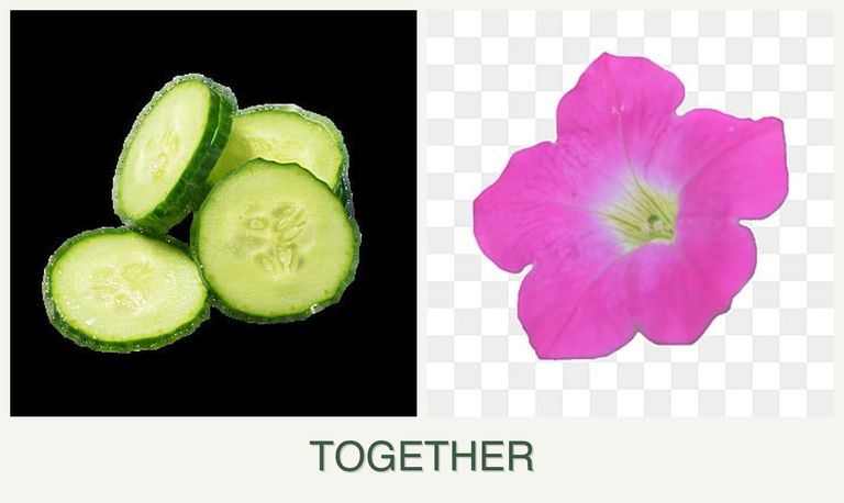 Can you plant cucumbers and petunias together?