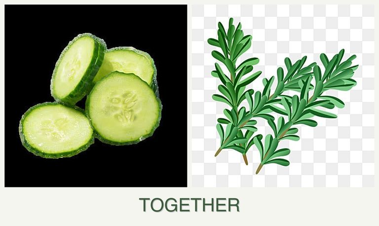 Can you plant cucumbers and rosemary together?