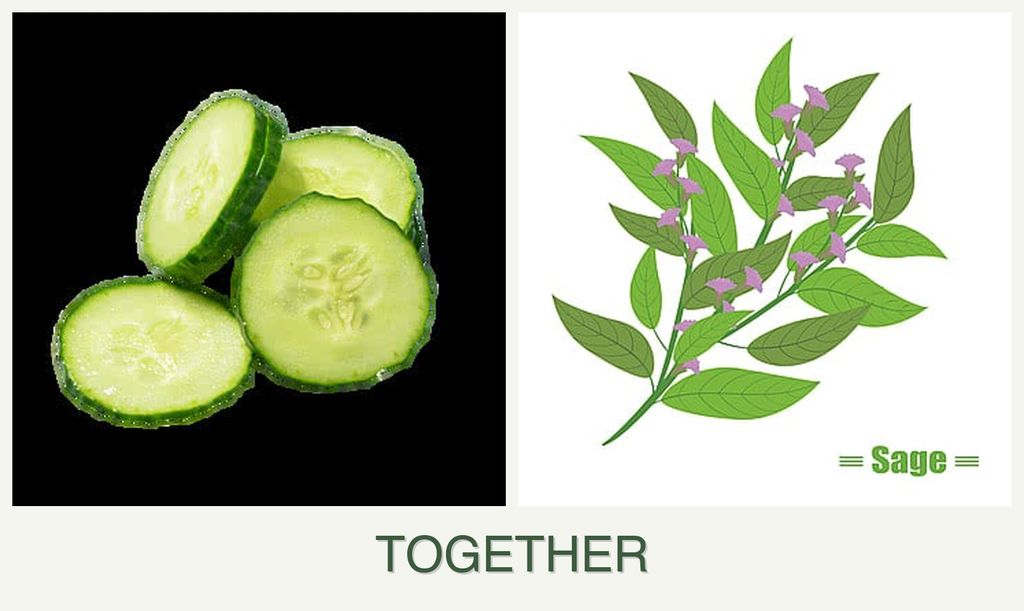 Can you plant cucumbers and sage together?