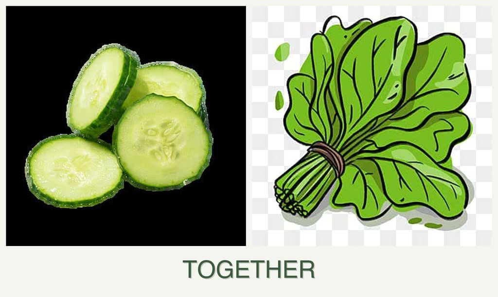 Can you plant cucumbers and spinach together?