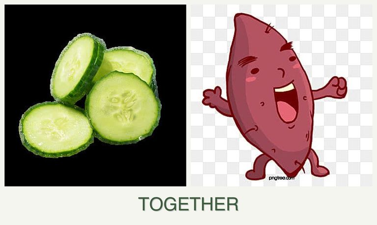 Can you plant cucumbers and sweet potatoes together?