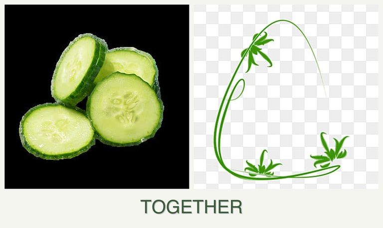 Can you plant cucumbers and tarragon together?