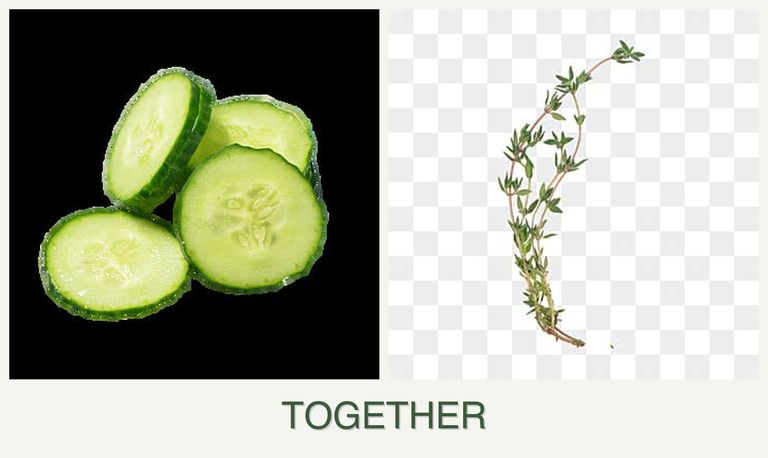 Can you plant cucumbers and thyme together?
