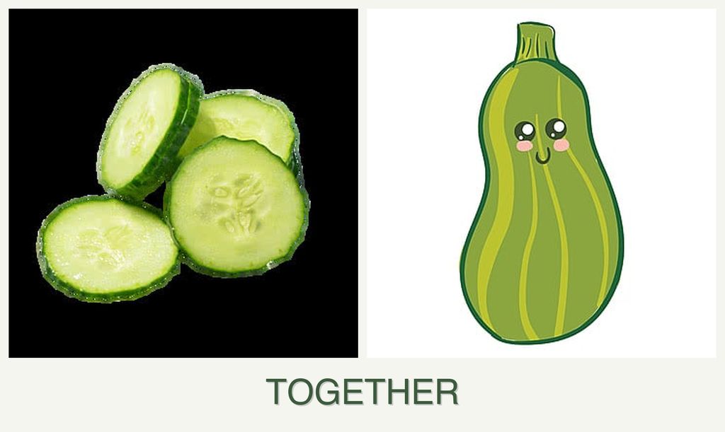 Can you plant cucumbers and zucchini together?