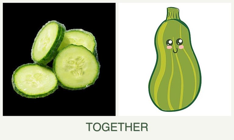 Can you plant cucumbers and zucchini together?