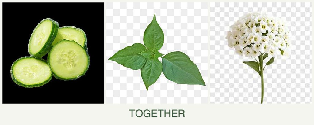 Can you plant cucumbers, basil and alyssum together?