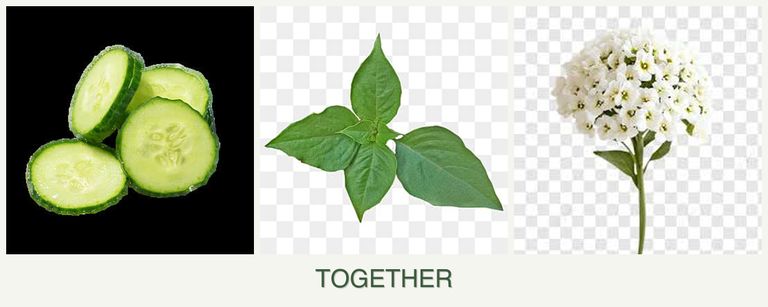 Can you plant cucumbers, basil and alyssum together?