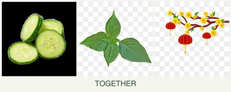 Can you plant cucumbers, basil and apricots together?