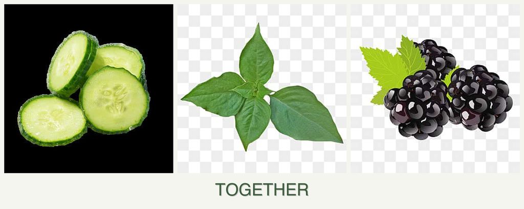 Can you plant cucumbers, basil and blackberries together?