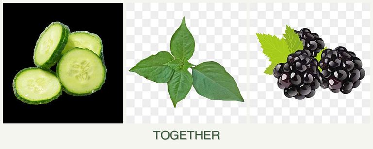Can you plant cucumbers, basil and blackberries together?