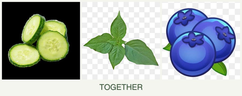 Can you plant cucumbers, basil and blueberries together?