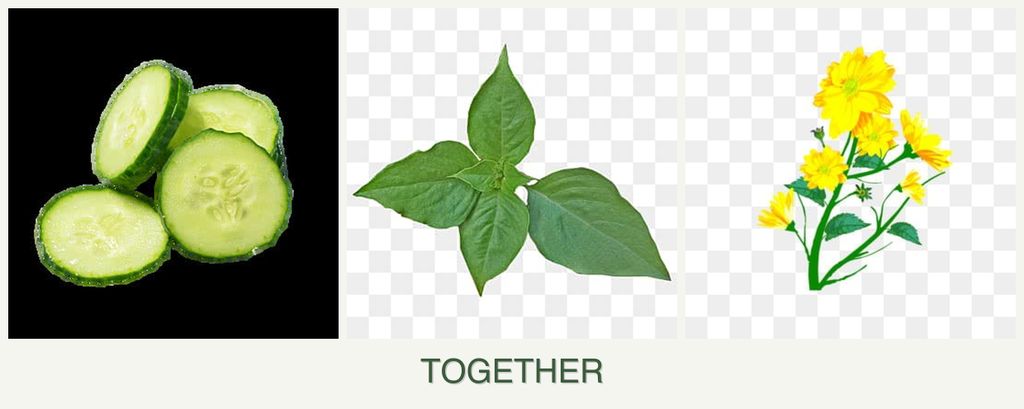 Can you plant cucumbers, basil and calendula together?