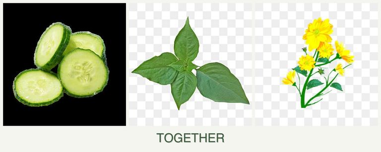 Can you plant cucumbers, basil and calendula together?