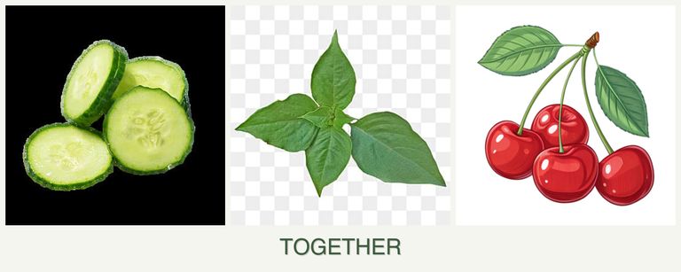 Can you plant cucumbers, basil and cherries together?