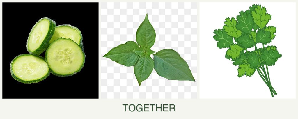 Can you plant cucumbers, basil and cilantro together?
