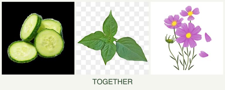 Can you plant cucumbers, basil and cosmos together?
