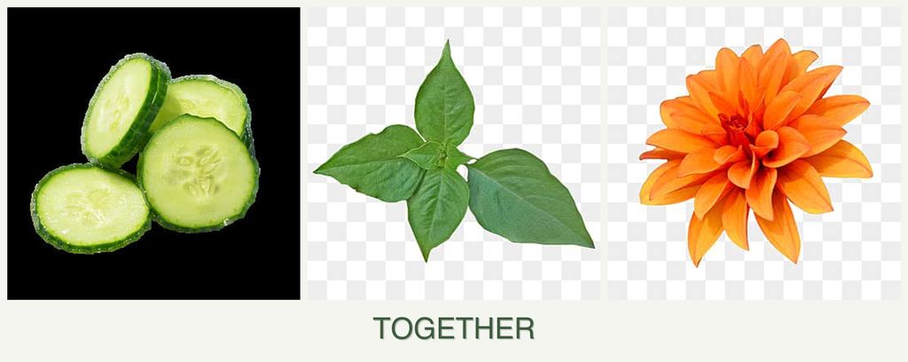Can you plant cucumbers, basil and dahlias together?
