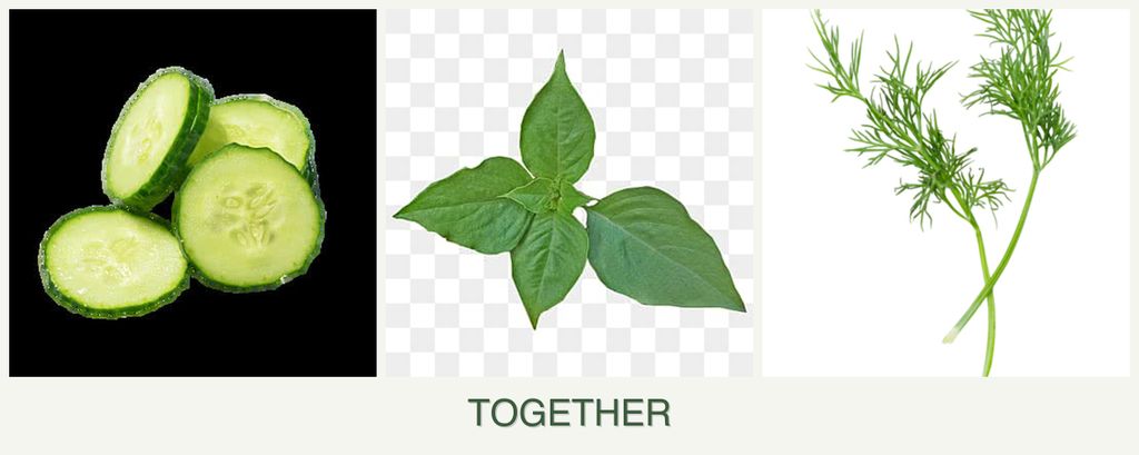 Can you plant cucumbers, basil and dill together?