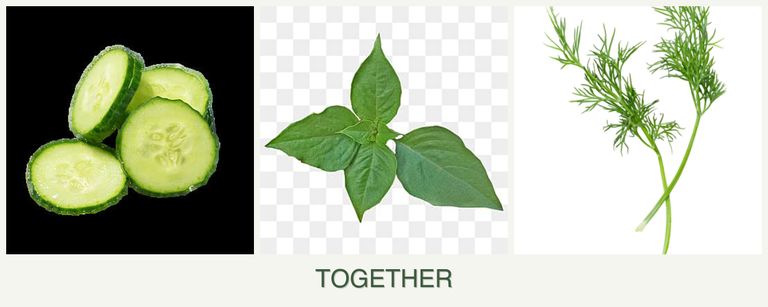 Can you plant cucumbers, basil and dill together?