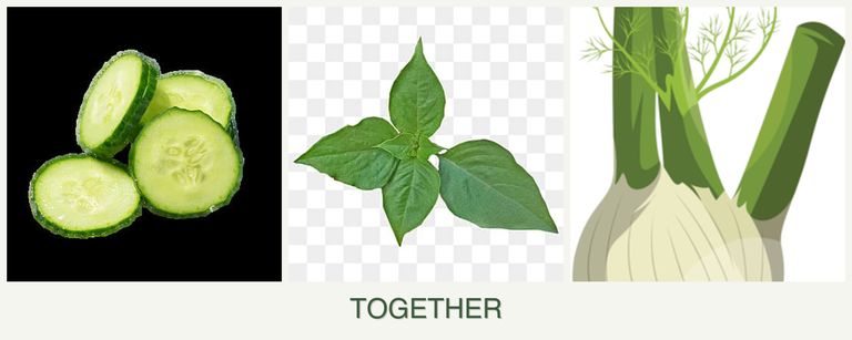 Can you plant cucumbers, basil and fennel together?
