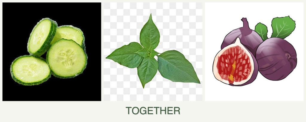 Can you plant cucumbers, basil and figs together?
