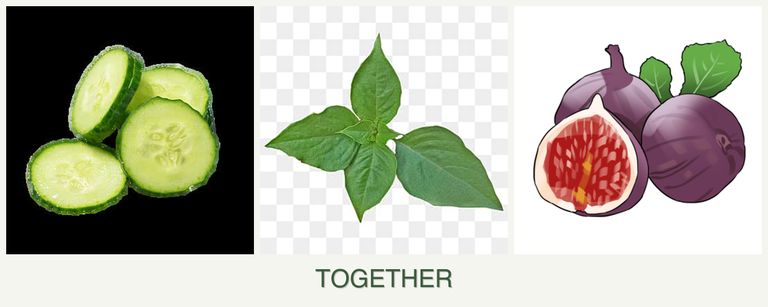 Can you plant cucumbers, basil and figs together?
