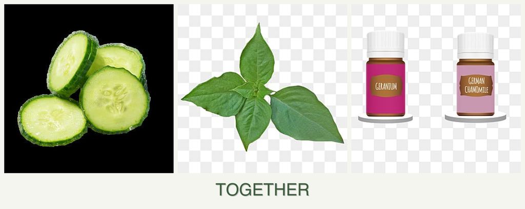 Can you plant cucumbers, basil and geraniums together?