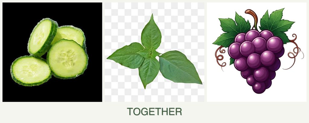 Can you plant cucumbers, basil and grapes together?