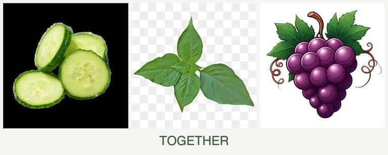 Can you plant cucumbers, basil and grapes together?