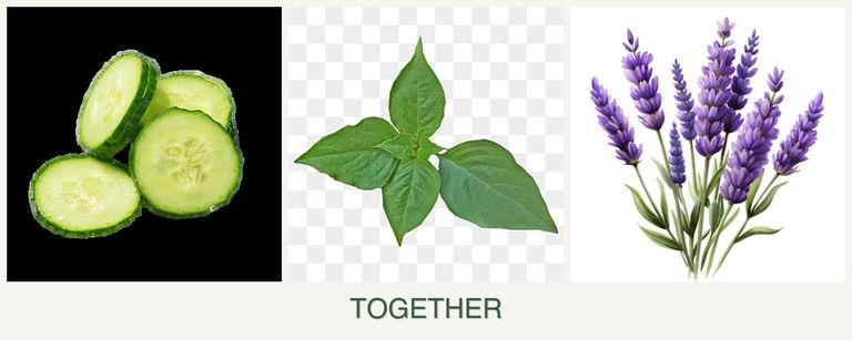 Can you plant cucumbers, basil and lavender together?