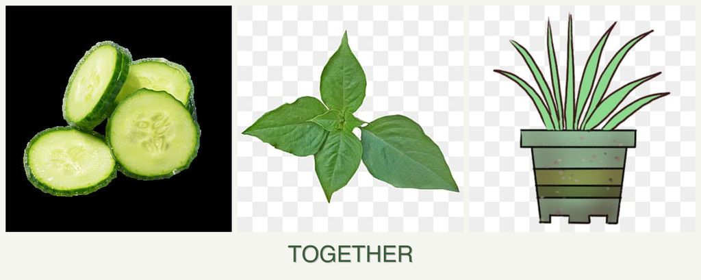 Can you plant cucumbers, basil and lemongrass together?