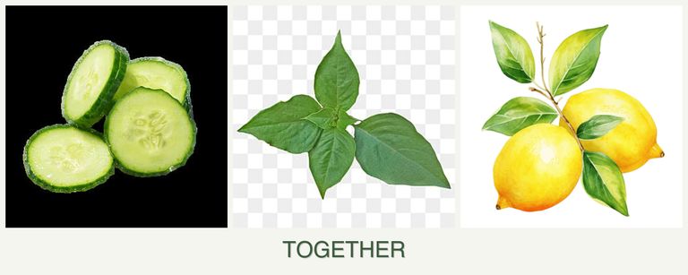 Can you plant cucumbers, basil and lemons together?