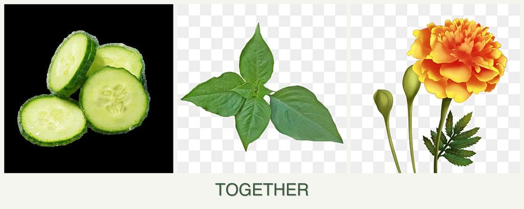 Can you plant cucumbers, basil and marigolds together?