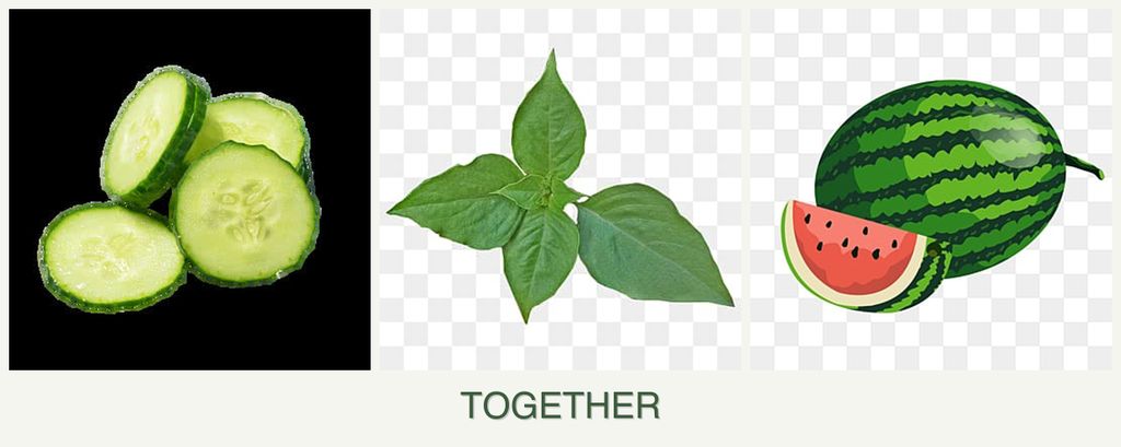 Can you plant cucumbers, basil and melons together?