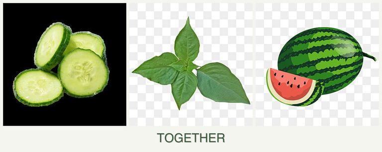 Can you plant cucumbers, basil and melons together?