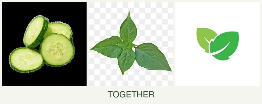 Can you plant cucumbers, basil and mint together?