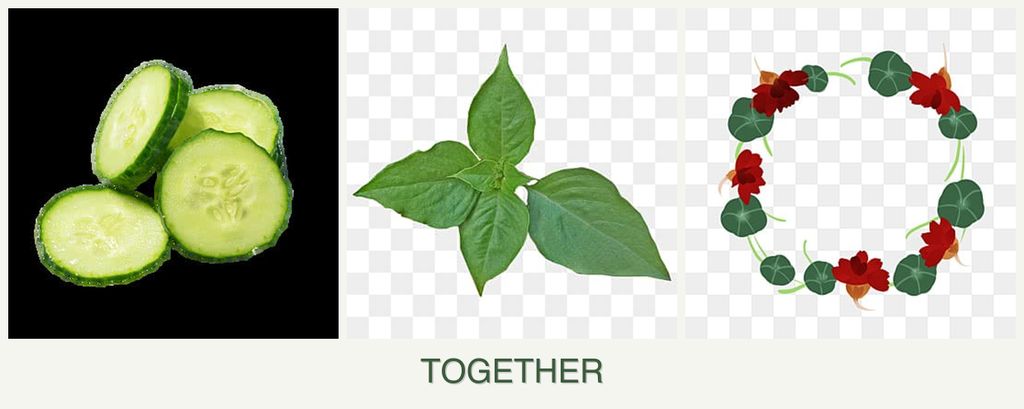 Can you plant cucumbers, basil and nasturtiums together?