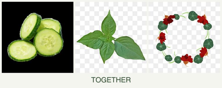 Can you plant cucumbers, basil and nasturtiums together?