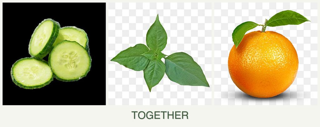 Can you plant cucumbers, basil and oranges together?