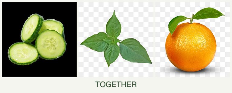 Can you plant cucumbers, basil and oranges together?