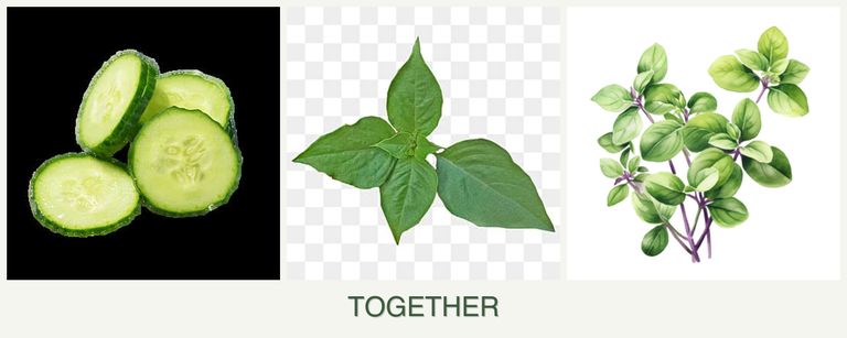 Can you plant cucumbers, basil and oregano together?