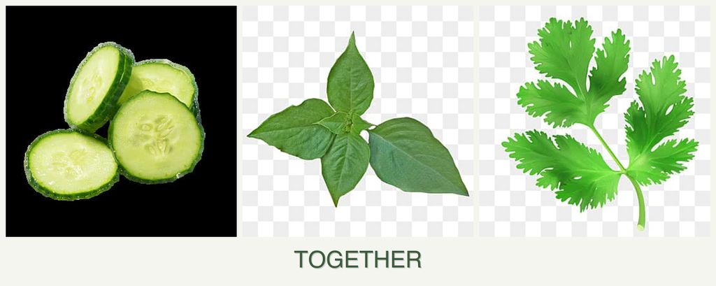 Can you plant cucumbers, basil and parsley together?