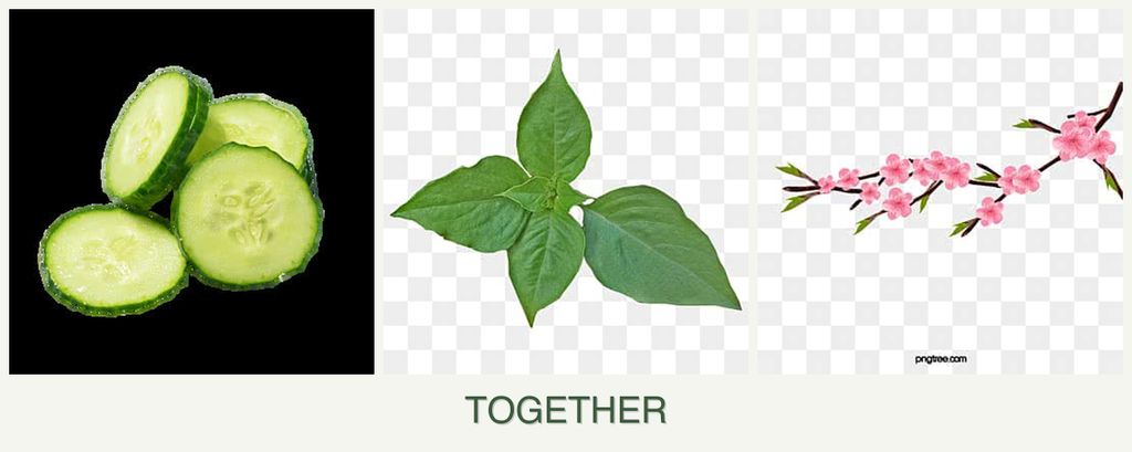 Can you plant cucumbers, basil and peaches together?